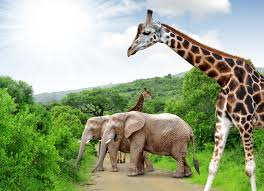 kruger 2