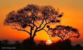 Kruger 3