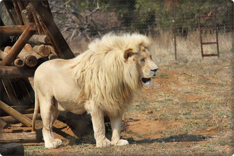Lion Park
